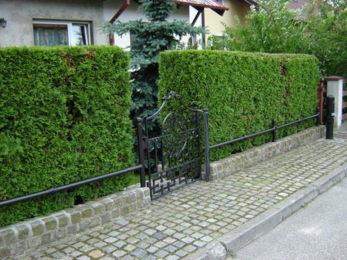 Быстрорастущие кусты для живой изгороди. Популярные хвойники