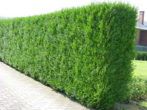 Быстрорастущие кусты для живой изгороди. Популярные хвойники