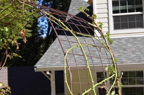 Металлический опоры для роз. Как подвязывать розы к опоре