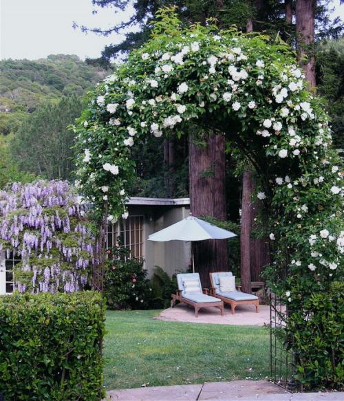 Арка из роз в саду. Фото: вьющаяся роза 03 Арка из роз в саду. Фото: вьющаяся роза 03