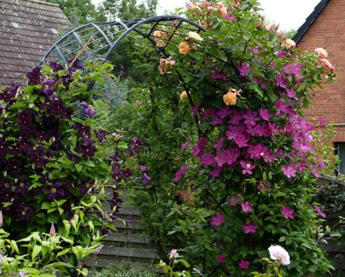 Арка из роз в саду. Фото: вьющаяся роза 01 Арка из роз в саду. Фото: вьющаяся роза 01