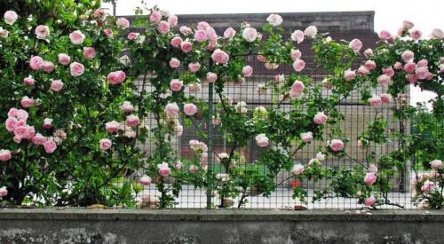 Металлический опоры для роз. Как подвязывать розы к опоре