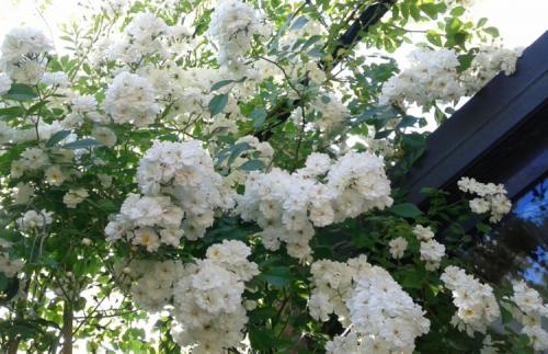 Арка из роз в саду. Фото: вьющаяся роза 06 Арка из роз в саду. Фото: вьющаяся роза 06