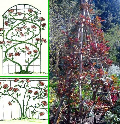 Арка из роз. Плетистая роза правильный уход: 35 садовых арок из роз 08