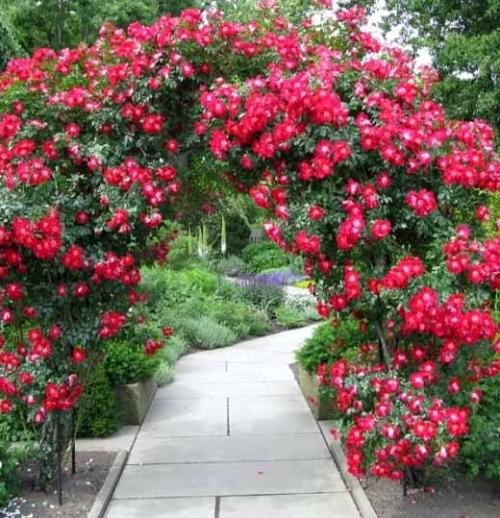 Арка из роз. Плетистая роза правильный уход: 35 садовых арок из роз 13