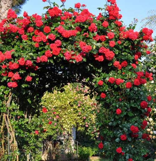 Арка из роз. Плетистая роза правильный уход: 35 садовых арок из роз 12