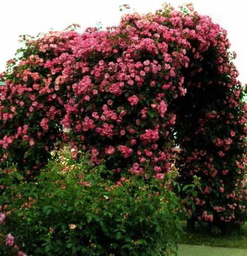 Арка из роз. Плетистая роза правильный уход: 35 садовых арок из роз 03