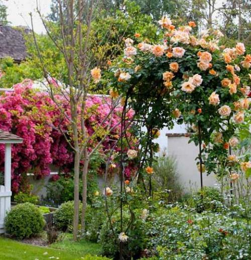 Арка из роз. Плетистая роза правильный уход: 35 садовых арок из роз 06