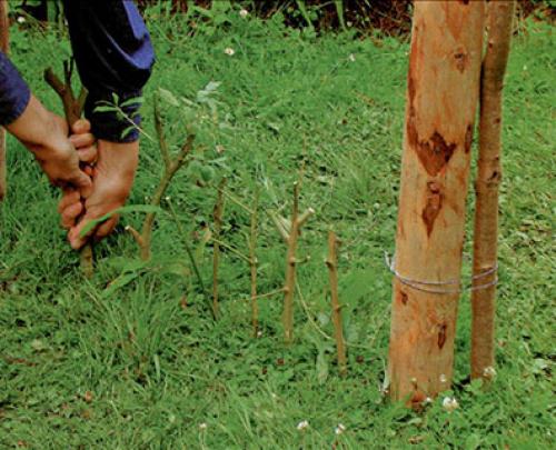 Арка из лозы своими руками. Живая арка из ивы