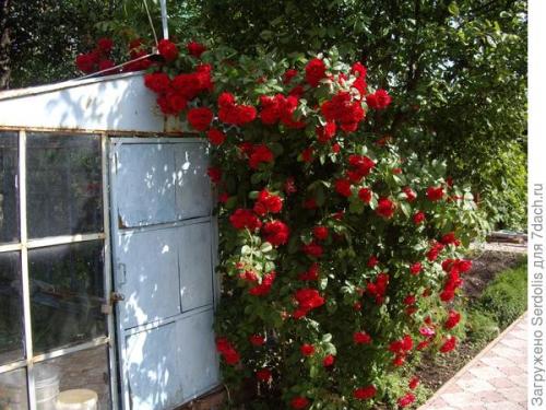 Пергола для роз. Шпалера, арка для розы или мини-пергола