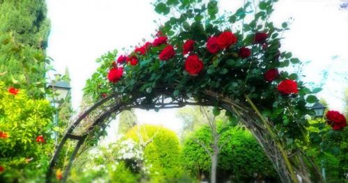 Арка из цветов. Конструкции арок