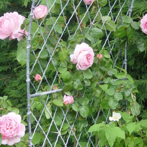 Садовые арки из металла своими руками. Садовые арки — пошаговая инструкция по изготовлению и применению в ландшафтном дизайне