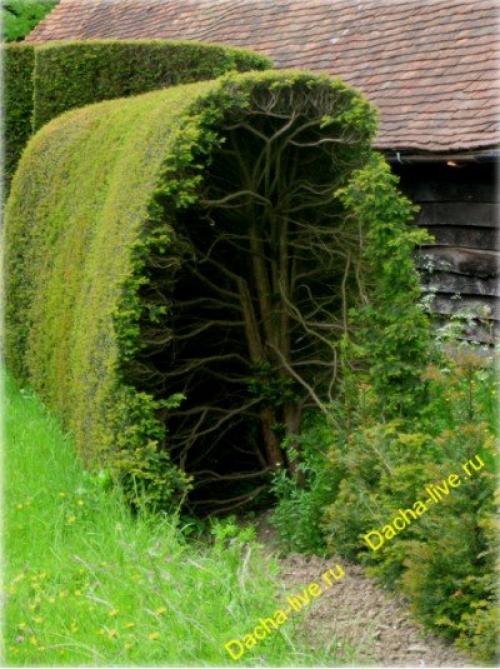 Как сделать садовую арку своими руками. Виды и размеры садовых арок 09 Как сделать садовую арку своими руками. Виды и размеры садовых арок 09