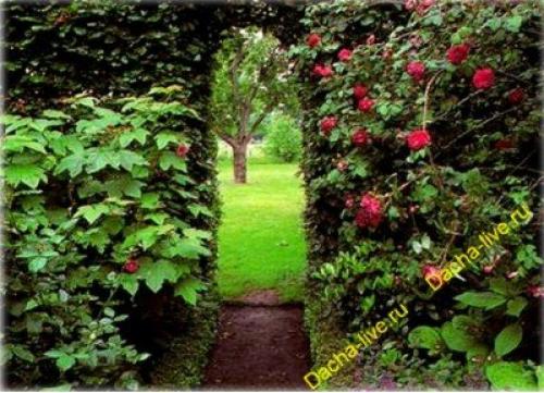 Как сделать садовую арку своими руками. Виды и размеры садовых арок 11 Как сделать садовую арку своими руками. Виды и размеры садовых арок 11