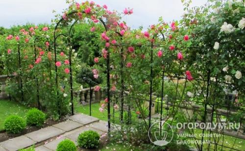 Арки для роз. Материалы для возведения арок и способы изготовления