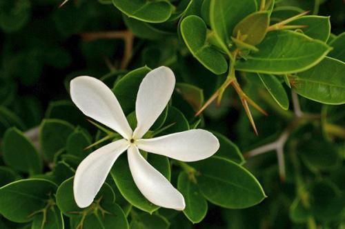 Декоративные плодовые деревья для дома. Фруктовое дерево на подоконнике