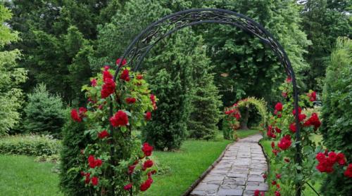 Изысканная садовая арка для роз своими руками. Арки для роз