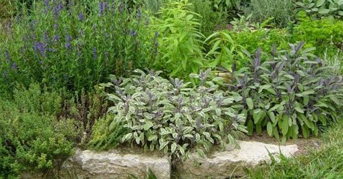 Многолетние пряные травы для огорода. Какие пряные травы можно вырастить на своем огороде