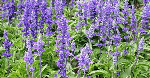 Многолетние пряные травы для огорода. Какие пряные травы можно вырастить на своем огороде