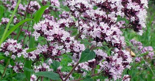 Многолетние пряные травы для огорода. Какие пряные травы можно вырастить на своем огороде