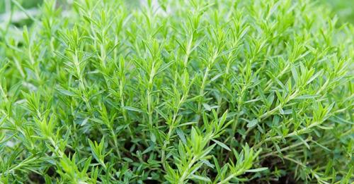 Многолетние пряные травы для огорода. Какие пряные травы можно вырастить на своем огороде