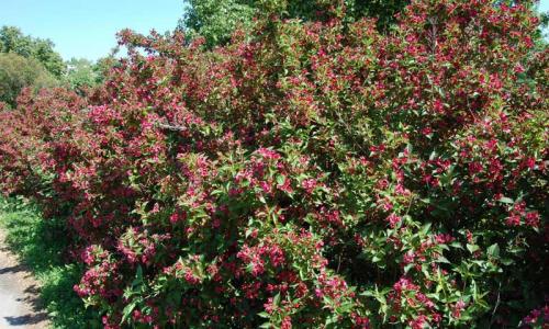 Быстрорастущие морозостойкие кусты для живой изгороди. 8 морозоустойчивых кустарников для живой изгороди