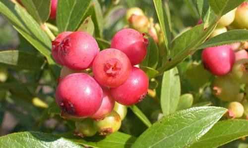 Быстрорастущие морозостойкие кусты для живой изгороди. 8 морозоустойчивых кустарников для живой изгороди