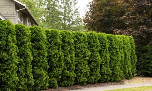 Быстрорастущие морозостойкие кусты для живой изгороди. 8 морозоустойчивых кустарников для живой изгороди