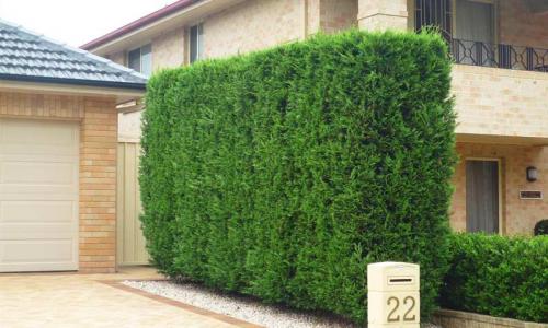 Быстрорастущие морозостойкие кусты для живой изгороди. 8 морозоустойчивых кустарников для живой изгороди