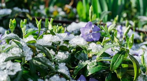 Что посадить под тенистными деревьями.. Что посадить в тени под деревьями 05 Что посадить под тенистными деревьями.. Что посадить в тени под деревьями 05