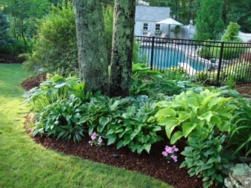 Газон для тенистых уголков сада. Характеристика 07 Газон для тенистых уголков сада. Характеристика 07