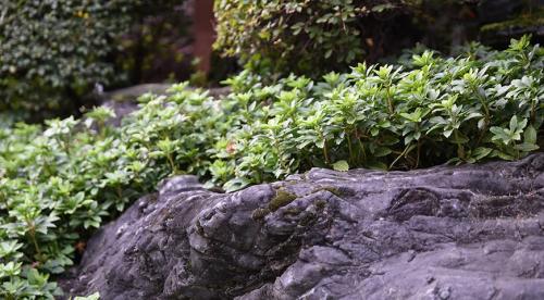 Что посадить под тенистными деревьями.. Что посадить в тени под деревьями 02 Что посадить под тенистными деревьями.. Что посадить в тени под деревьями 02