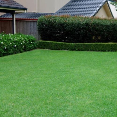 Газон для тенистых уголков сада. Характеристика 01 Газон для тенистых уголков сада. Характеристика 01