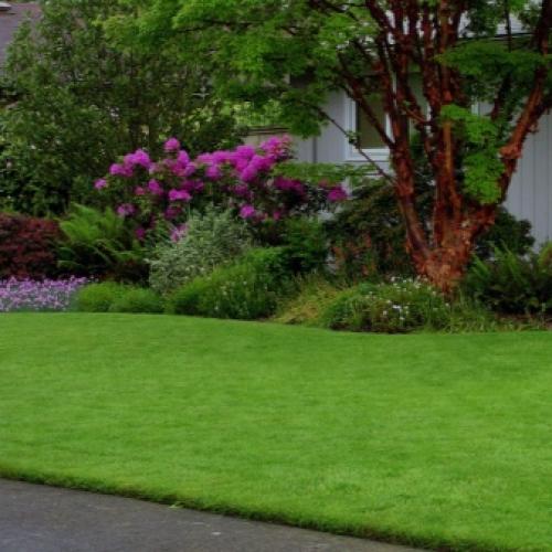 Газон для тенистых уголков сада. Характеристика 02 Газон для тенистых уголков сада. Характеристика 02