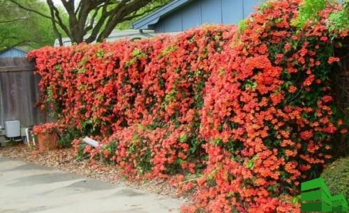 Как сформировать живую изгородь. Живая изгородь за месяц