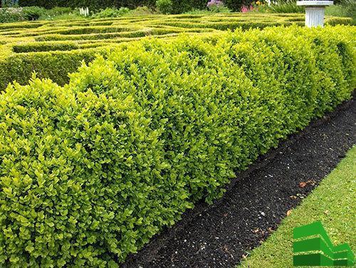 Как сформировать живую изгородь. Живая изгородь за месяц