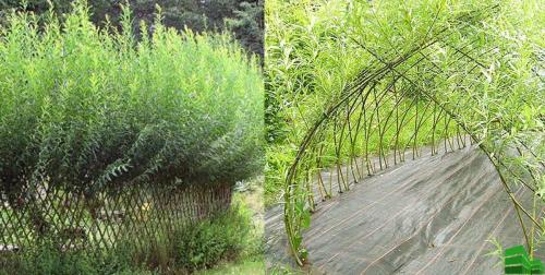 Как сформировать живую изгородь. Живая изгородь за месяц