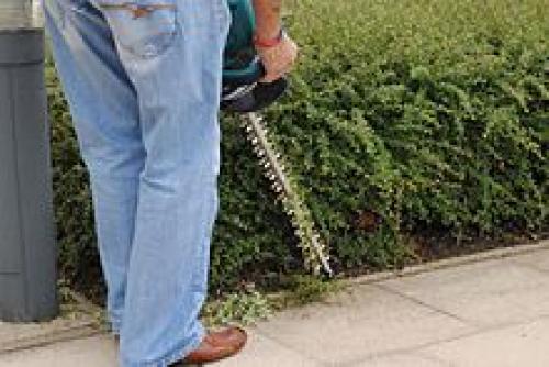 Как сформировать живую изгородь. Живая изгородь за месяц 08 Как сформировать живую изгородь. Живая изгородь за месяц 08