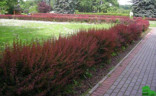 Как сформировать живую изгородь. Живая изгородь за месяц