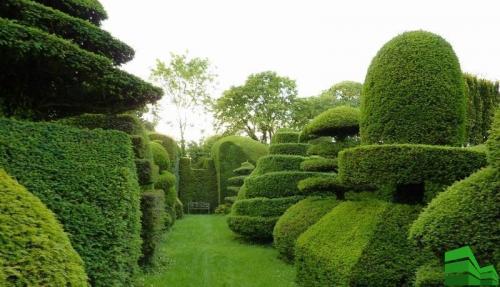 Как сформировать живую изгородь. Живая изгородь за месяц