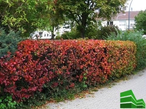 Как сформировать живую изгородь. Живая изгородь за месяц