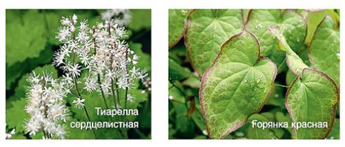 Почвопокровники для тени. Почвопокровные растения: выбираем лучшие