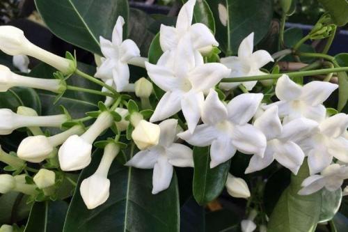 Вечнозеленые растения для дома. Комнатные цветы: фото и названия (каталог)