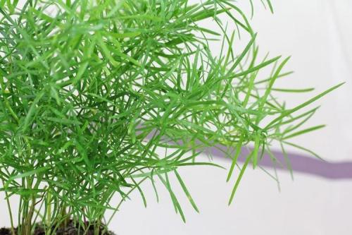 Вечнозеленые растения для дома. Комнатные цветы: фото и названия (каталог)