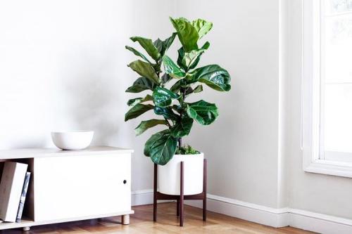 Вечнозеленые растения для дома. Комнатные цветы: фото и названия (каталог)