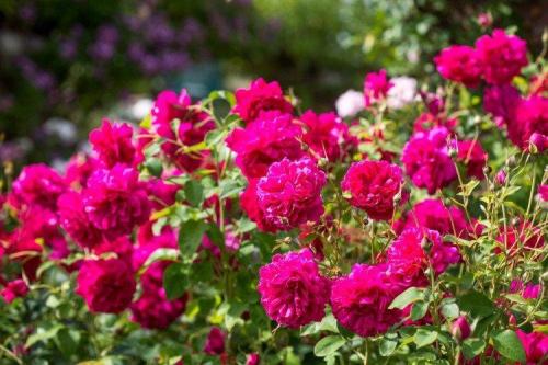 Кустарник с игольчатыми листьями. Декоративные кустарники: названия, фото и описания (каталог)