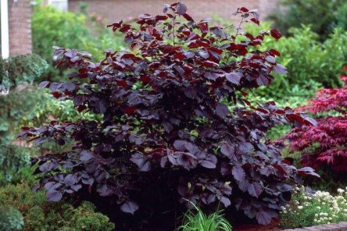 Кустарник с игольчатыми листьями. Декоративные кустарники: названия, фото и описания (каталог)