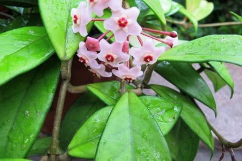 Вечнозеленые растения для дома. Комнатные цветы: фото и названия (каталог)