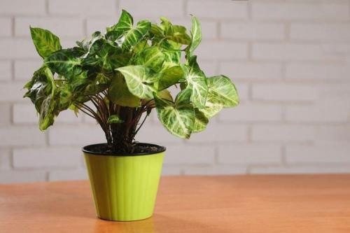 Вечнозеленые растения для дома. Комнатные цветы: фото и названия (каталог)