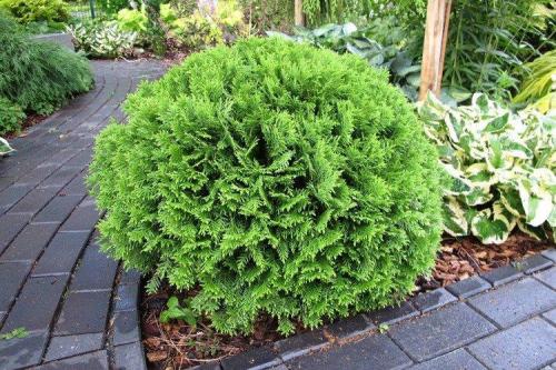 Кустарник с игольчатыми листьями. Декоративные кустарники: названия, фото и описания (каталог)